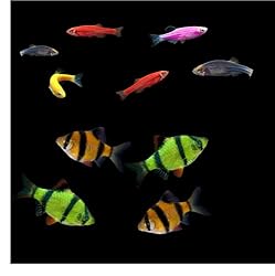 GloFish Live Fish Collections