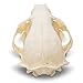 Raccoon Skull- Real Raccoon Skull Taxidermy, Made in The USA, an American Heritage Industries Product