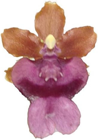Orchid Insanity -Onc. Pacific Sunrise 'Hakalau' - Fragrant Chocolate-Scented Blooms Easy to Grow, windowsill-Size, Cool and Warm Tolerant. NOT in Bloom/Bud When Shipped