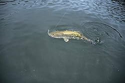 YUM Dinger Classic Worm All-Purpose Soft Plastic