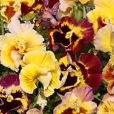 Amazon 耐寒性 パンジー ムーランフリル ゴールデン コンテナガーデン 花壇 花