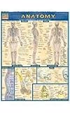 Anatomy