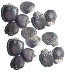 vinarghya - Bhilawa / Bhilawan / Bibba / Cen-cottai/ Compal/ Kalakam/ Kavaka/ Alakuceer/ Ceenkkuru/ Bhallatamu/ Geru/ Bhallata/ Bhallotaka/ Baladur/ Bhala - 200g