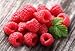 Plant a 20 Ft Row of Caroline Everbearing Raspberries - The Largest & Sweetest