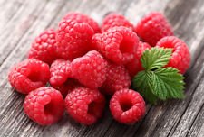 Plant a 20 Ft Row of Caroline Everbearing Raspberries - The Largest & Sweetest