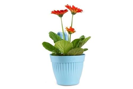 Well Grower Dzire Hanging pots Set of 5 Pieces with Multi-Color