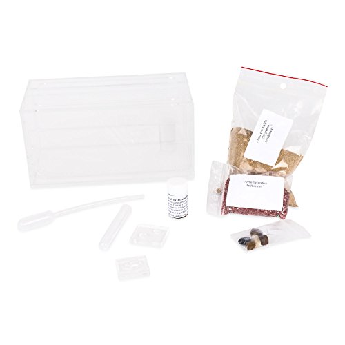 Sand Ant Farm - Educational formicarium for Live Ants