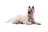 Cairn Terrier ~ Dog Breed ~ Edible Cake / Cupcake