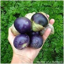 Fash Lady Purple de milpa tomatillos Seeds - Physalis ixocarpa- Organic Tomatillo, Purple ! (100)