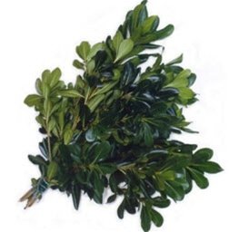 Fresh Cut Assorted Greenery - 120 Stems "20-24" long - Fillers to Make Floral Arrangements