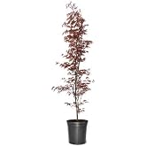 Japanese Red Maple, 3 gal, Nursery Pot | Compact, Deciduous, Bright Red Leaves, Due to Agricultural Laws, we Cannot Ship to CA, AZ, AK, or HI