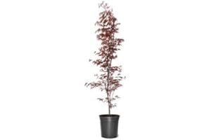 GENERIC Japanese Red Maple, Compact, Deciduous, Bright Red Leaves, 3 gal, Nursery Pot (Due to Agricultural Laws, we Cannot Ship to CA, AZ, AK, or HI)