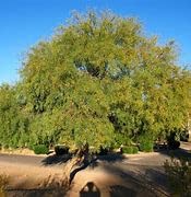 Honey Mesquite Tree Seeds - Prosopis glandulosa - 10 Seeds