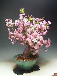 かいどう 花 画像 Homu Interia