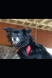 Paw Prints To The Universe: A Puppy's Adventures and Journey: A