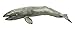 Safari Ltd. Gray Whale Figurine - Lifelike 12.5