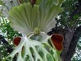 Staghorn Fern (Platycerium superbum) 20 SPORES