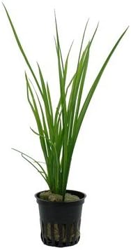 Cyperus helferi - Live Aquarium Plants Easy Grass Like Background Fish Tank ADA