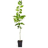 Brighter Blooms Improved Meyer Lemon Tree- 1-2 Feet Tall in Quart Pot- Dwarf Fruit Tree - Indoor/Outdoor Live Potted Citrus Tree