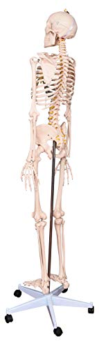 KS Professional - Mr. Hanks Human Anatomy Skeleton Life Full Size Model 6 ft. Tall with Stand. Perfect for Medical Professionals, Students, Teachers, Educators, Classroom . All Parts are Adjustable.