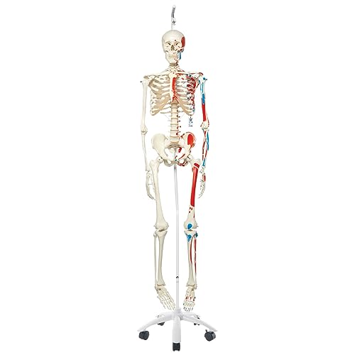 3B Scientific Human Anatomy Skeleton Model Max - with Painted Muscle Origins and Inserts, On Hanging Stand A11/1 + free Anatomy App - 3B Smart Anatomy