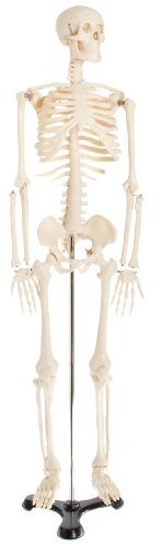 American educational skeleton model, 34" height
