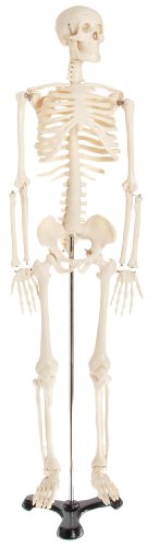 American Educational Skeleton Model, 34