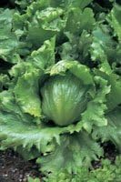 Kings SeedsLettuce, Webbs Wonderful