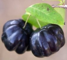 Black Star Surinam Cherry Fruit Tree Eugenia Uniflora Live Potd Plant Seedling Buy Online In Macau At Macau Desertcart Com Productid 75888823