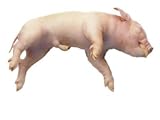 Preserved 5-7 Fetal Pig, Plain, Vacuum Pack of 10