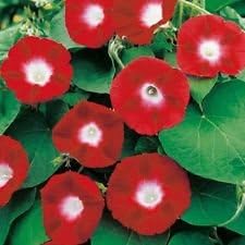 35+ Crimson Rambler Morning Glory Flower Seeds / Annual