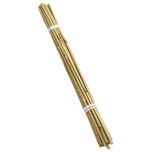 Bamboo Canes Bundle x20 120cm