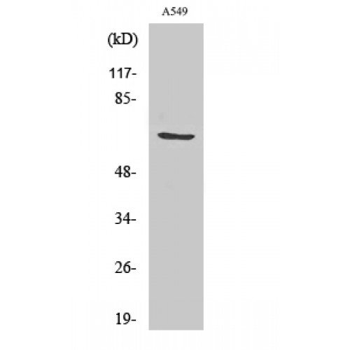St John's Laboratory Ltd GCSc-? antibody STJ93248