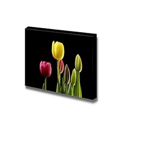 Canvas Prints Wall Art - Blooming Tulips on a Black Background Close Up | Modern Wall Decor/Home Decoration Stretched Gallery Canvas Wrap Giclee Print. Ready to Hang - 12" x 18"