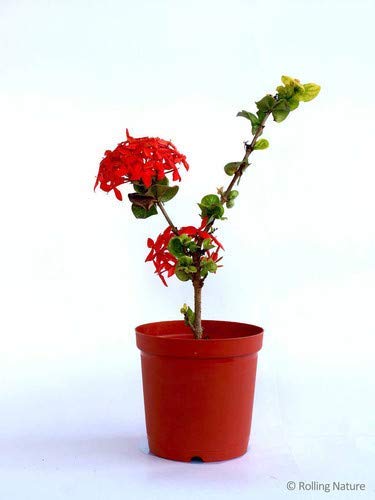 FLORA PARK Natural Red Ixora Live Plant