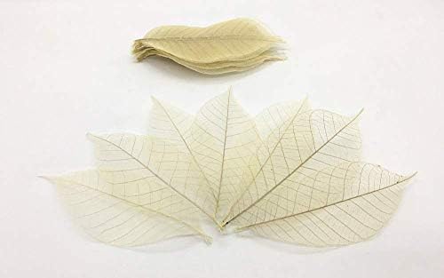 Emivery 100 Skeleton Leaves, Rubber Tree, Natural Color,No Paint Scrapbooking Craft DIY Card Wedding
