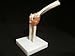 ZJKC Life Size Human Elbow Joint Anatomical Model Skeleton Medical Anatomy Teach Model