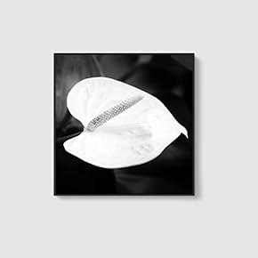 Framed Canvas Home Artwork Decoration Beautiful Flower Canvas Wall Art for Living Room, Bedroom - 16x16 inches