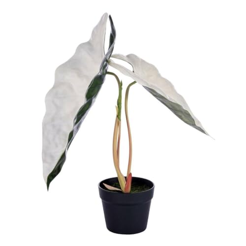 Vickerman 26" x 15" Artificial Alocasia Sanderiana Potted Plant. Comes in a Bla…