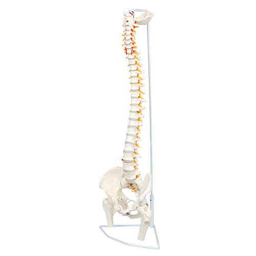 image for Axis Scientific Ultra Flexible Premium Spine Model | Life Size Spinal 
