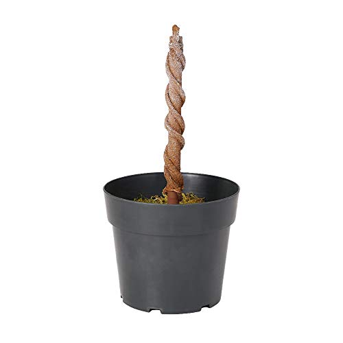 Home Heritage 4 Foot Artificial Topiary Tree w/Clear Lights for Entryway Decor - Thumbnail 2