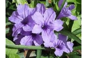20 Ruellia Tuberosa Violet Flower Seeds: Package Contatins Seeds Not a Live Plants