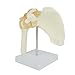 Anatomy Model of Human Shoulder Joint Bones - Anatomical Joint Models for Teaching Life Size - with Rotator Cuff Shoulder