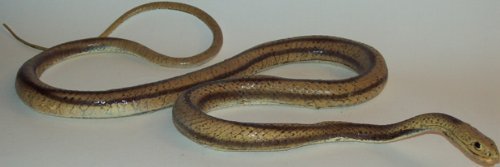 Mamejo Lifelike Rubber Replica Yellow Rat Snake 48" Action Figure 9 31rT5i6L2cL