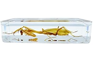 BETENSH Resin Insects, Insect Specimens, Resin Preservation, Resin Amber for Children's Science Education, Collection (Frog Growth History, Mantis, Gecko) (Mantis)
