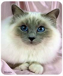 Birman Cat Mousepad