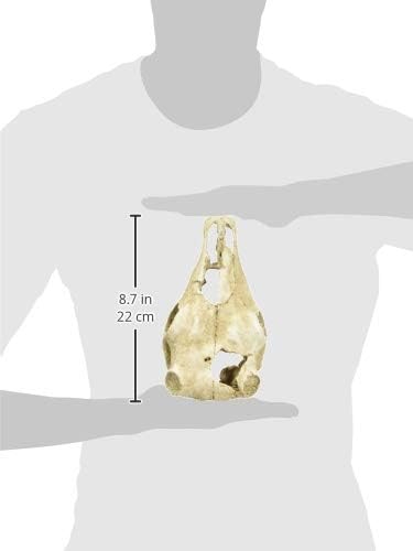 Lucky Reptile DS-B Cow Skull - Image 4