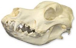 great dane skull