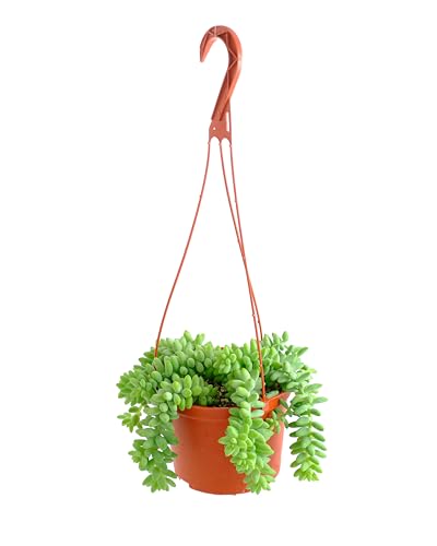 Shop Succulents Burro's Tail Hanging Succulent, Sedum morganianum, Fully Rooted…