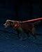 Illumiseen LED Light Up Dog Leash | Ultra High Visibility Up to 350 Yards | 3 Lighting Modes | USB Rechargeable, No Batteries Needed | Padded Handle & Rotating Swivel Clasp to Prevent Leash Tangling